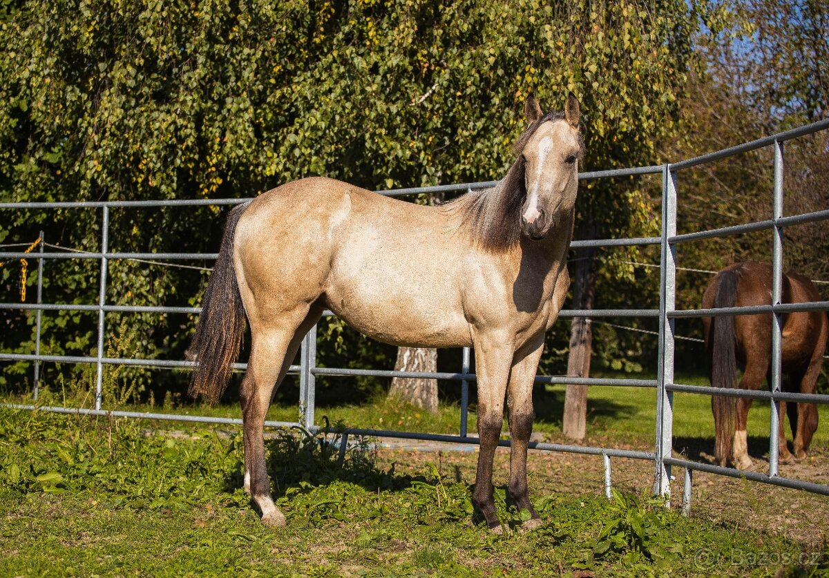 QH valášek 100% charakter - 4