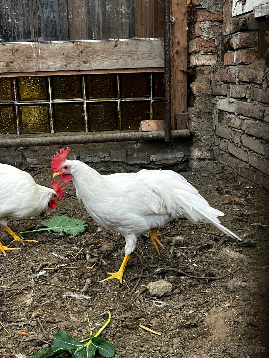 Kohouti LENGHORN - 4