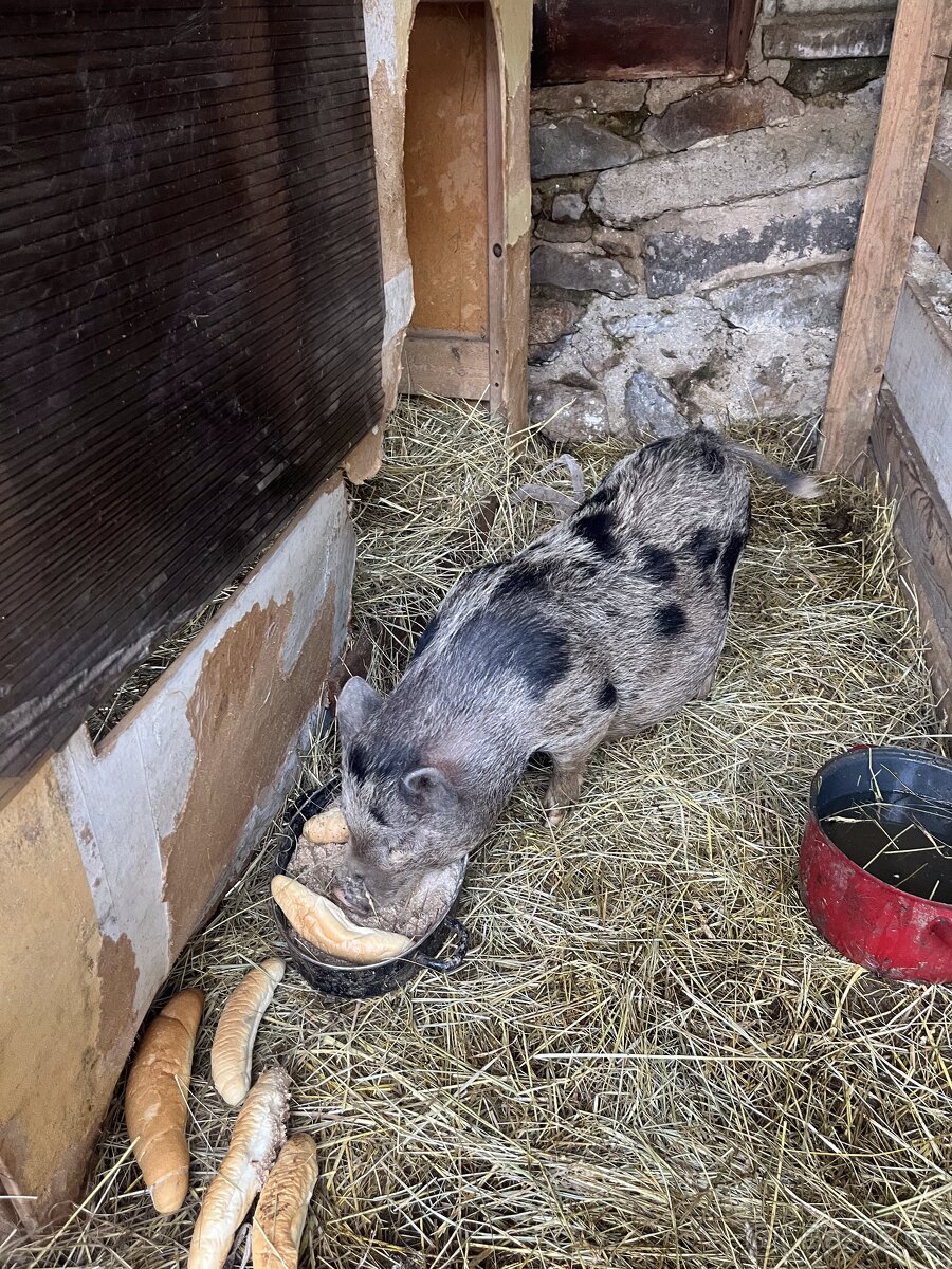 Gottingenská sviňka k chovu - 4