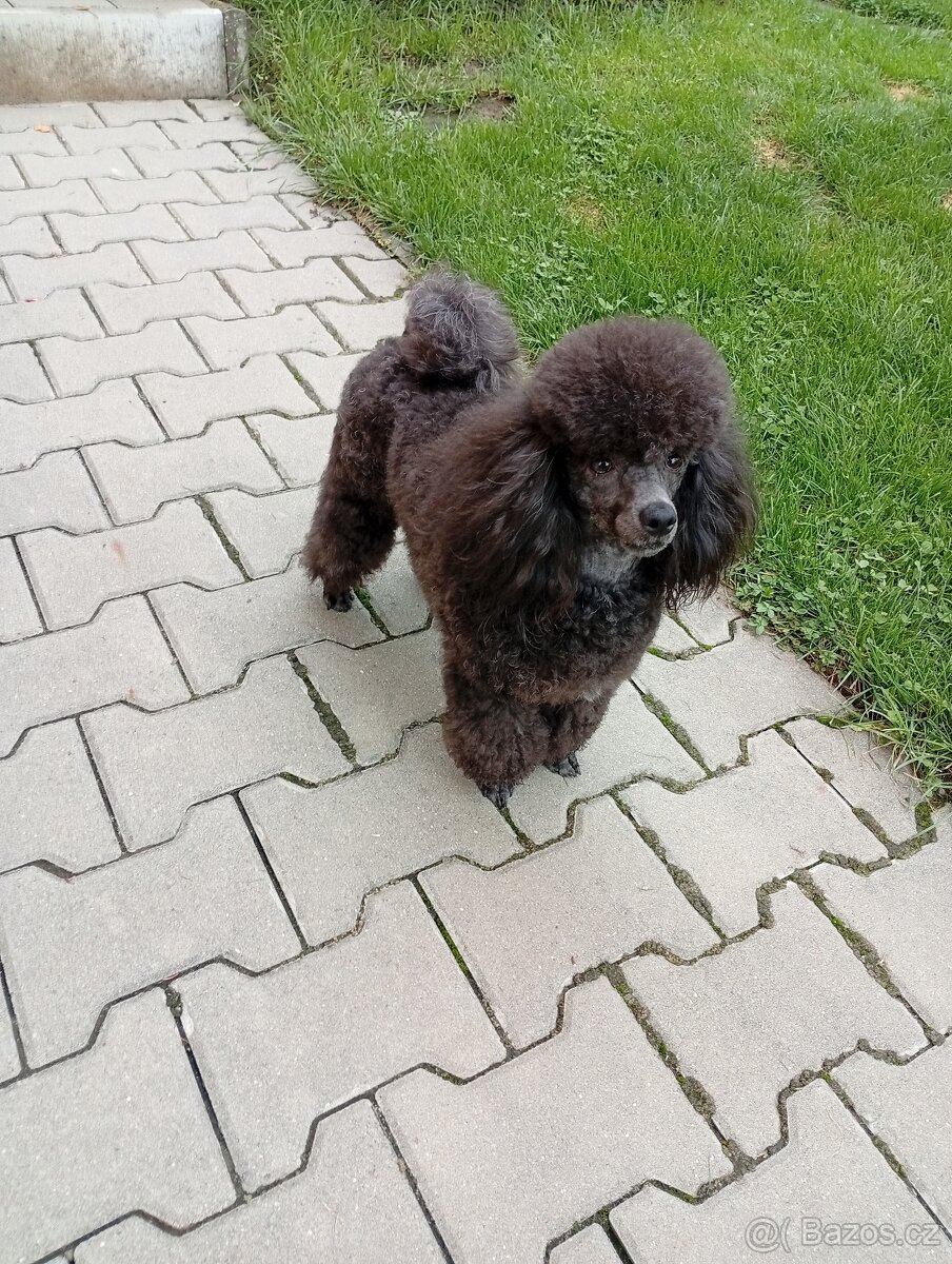 pudl toy černý - krytí - 4