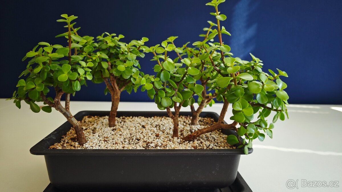 Portulacaria afra - lesík - 4