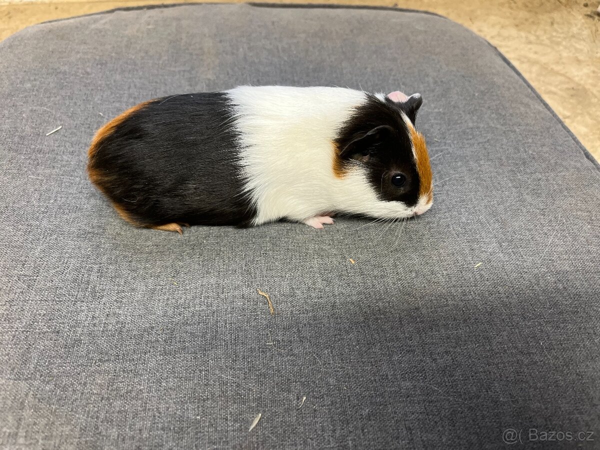 Morče, morčata - hladká, prodej - 4