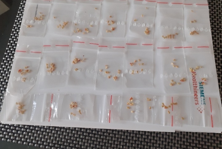 INFINITY CHILLI PEPPER - 4