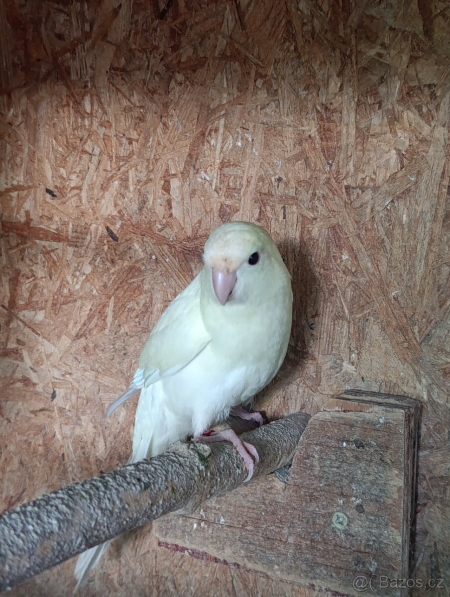 Kakarik - 4
