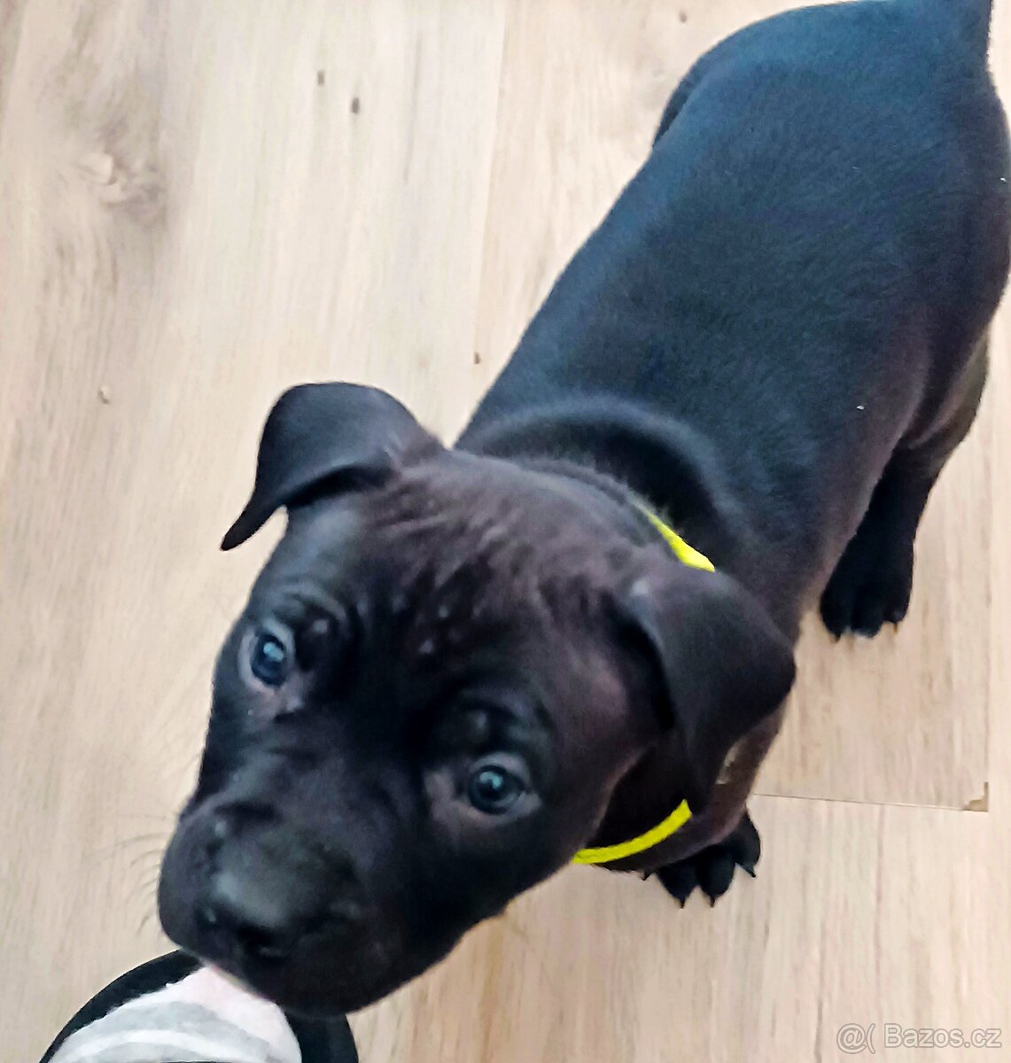 Americký pitbull teriér - 4