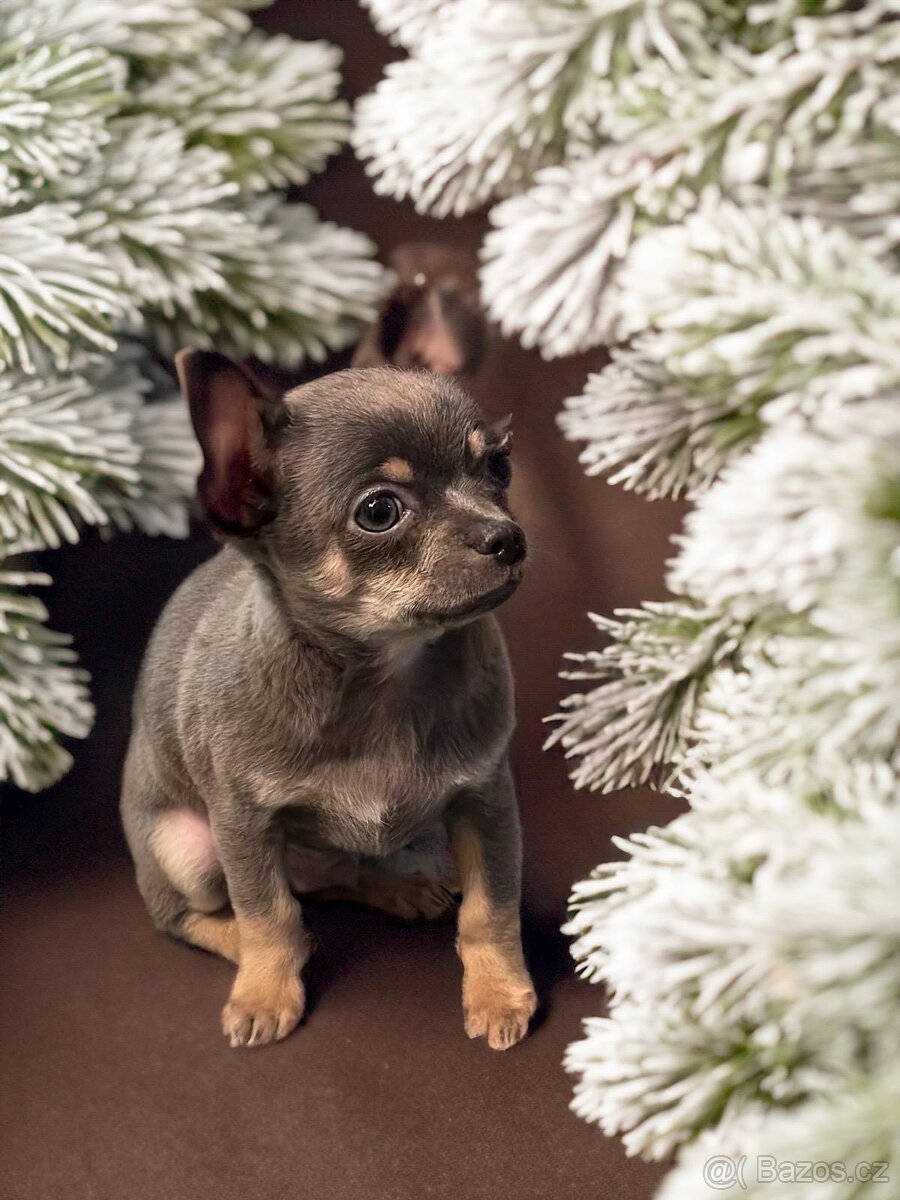 Čivava krátkosrstá s PP - 4