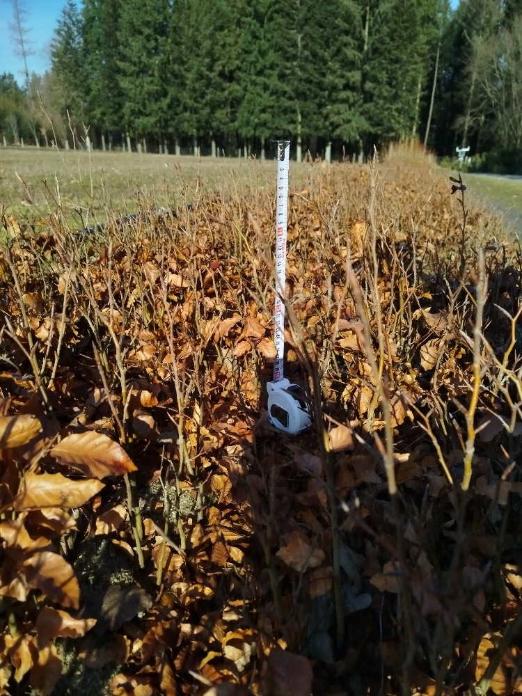 lesní sazenice, agrolesnictví - 4