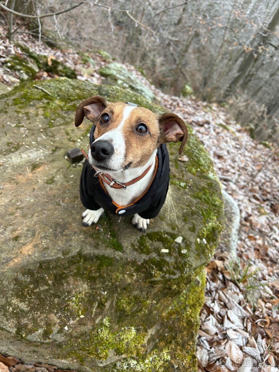 Štěňata typu Jack Russell - 4