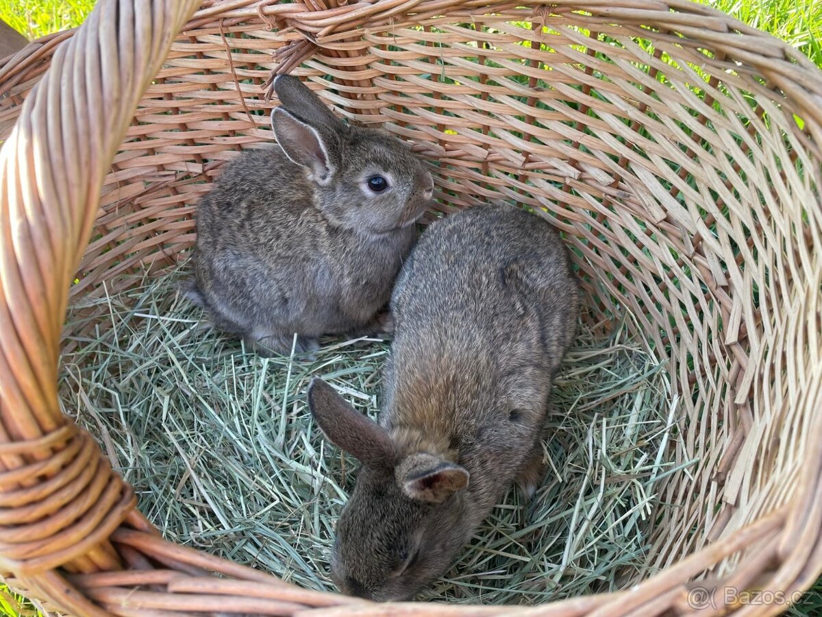 Zakrslí králíčci - 4