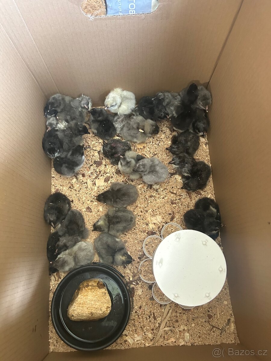 Násadová vajíčka - 4