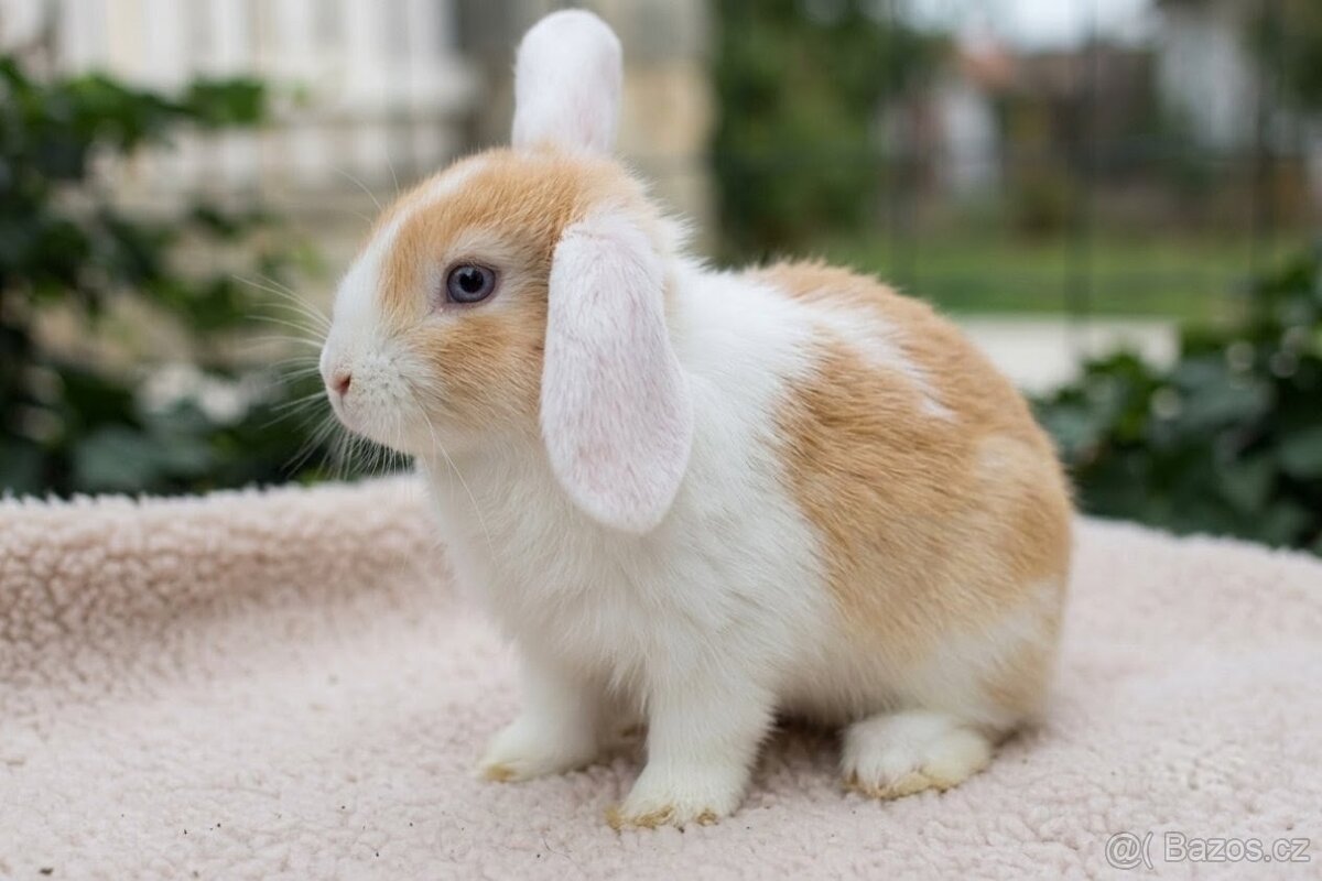 Zakrslý beránek – mláďata k odběru 🐰 - 4