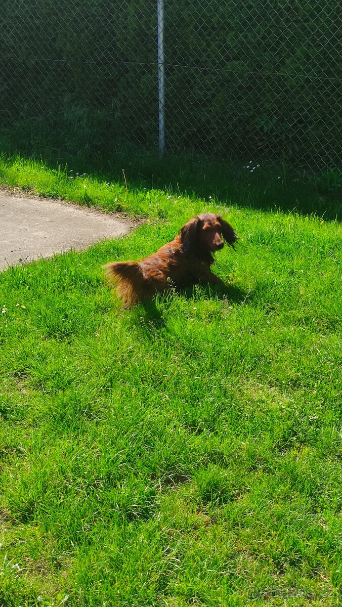 Jezevčík dlouhosrstý standard - 4