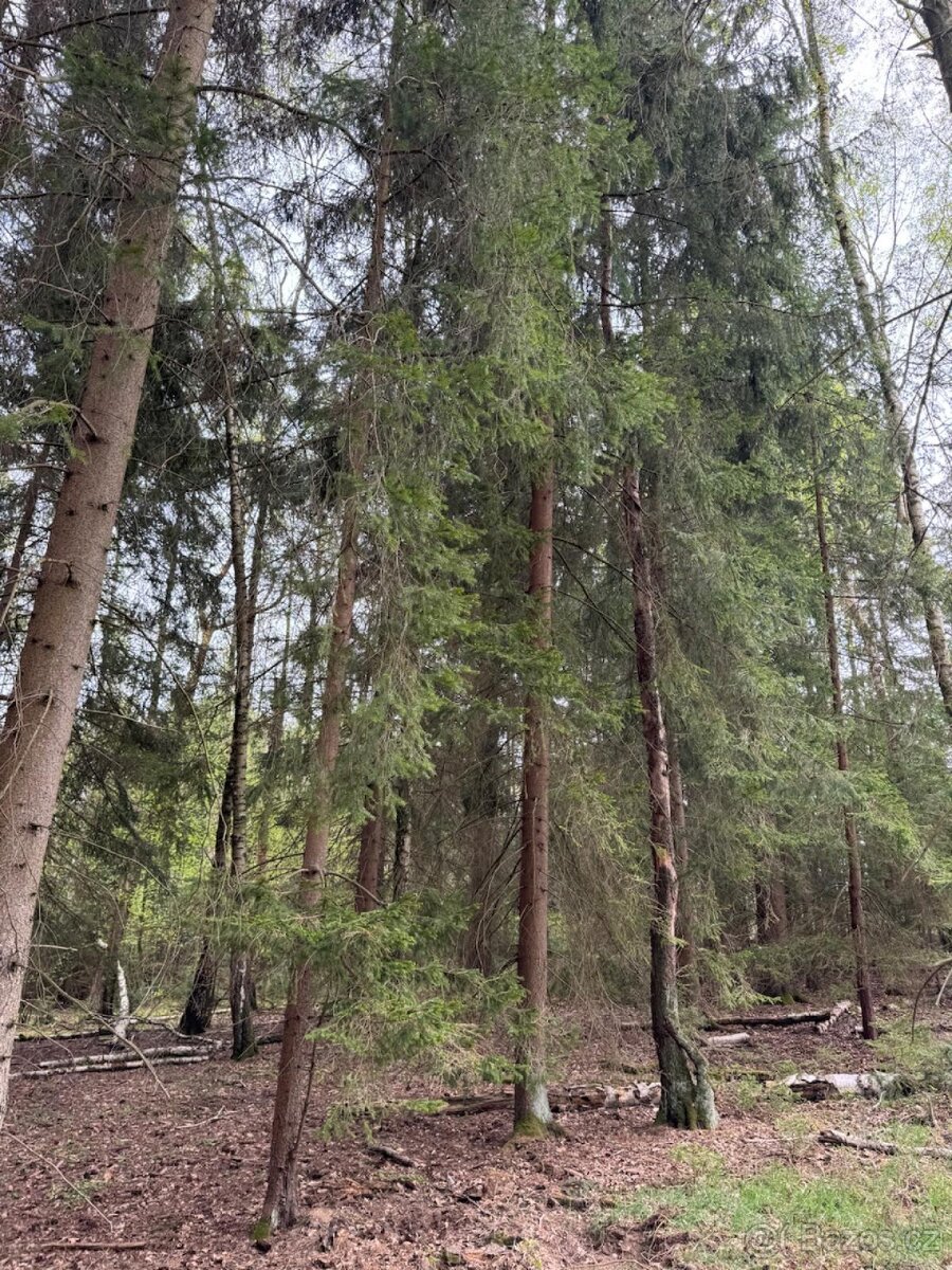 Prodám lesní pozemek v k.ú. Bednáreček - 4