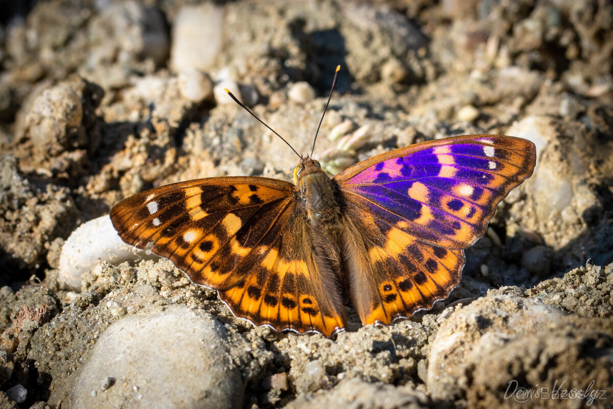 CANON EF 100mm f/2.8L IS USM - Perfektný stav - 4