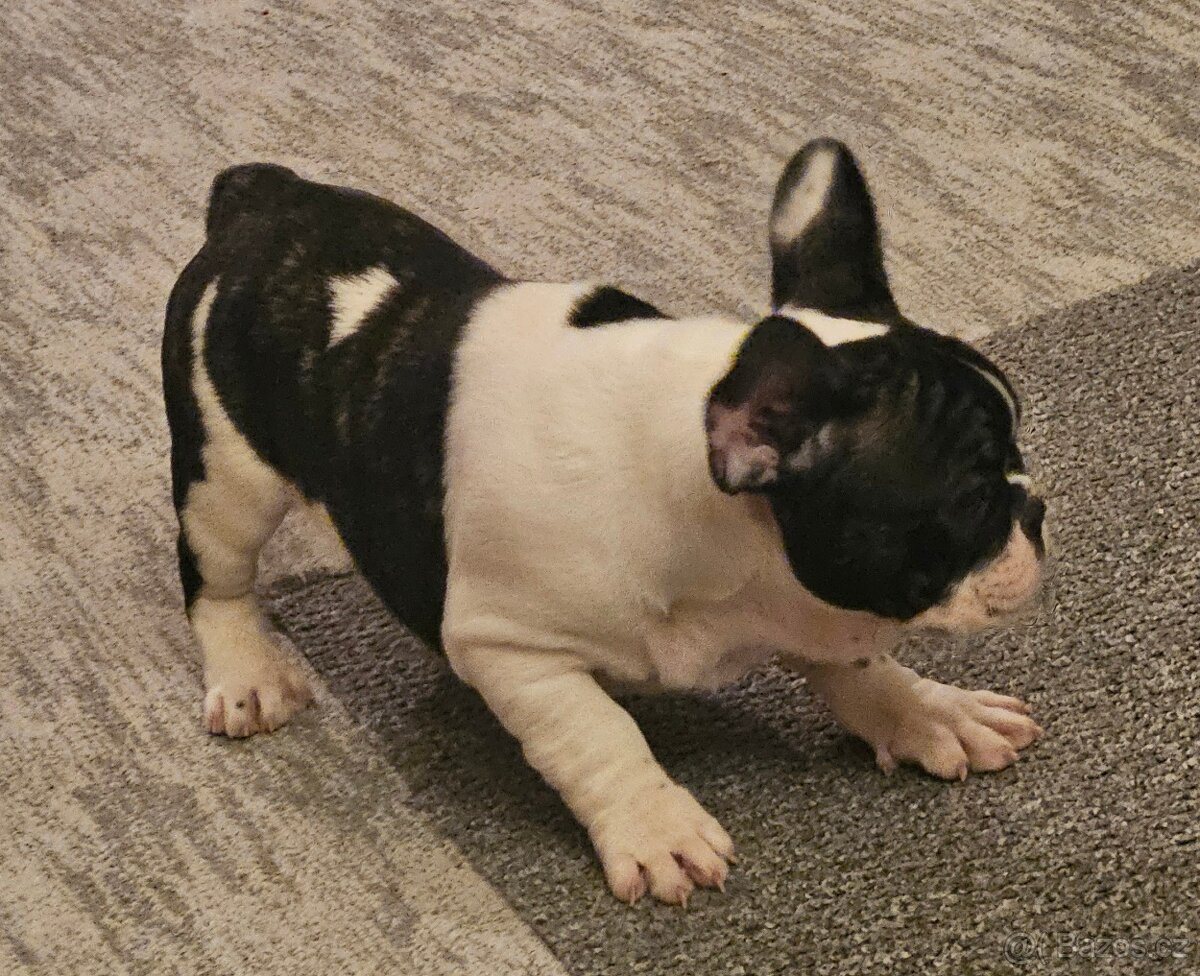 Francouzský buldoček - 4