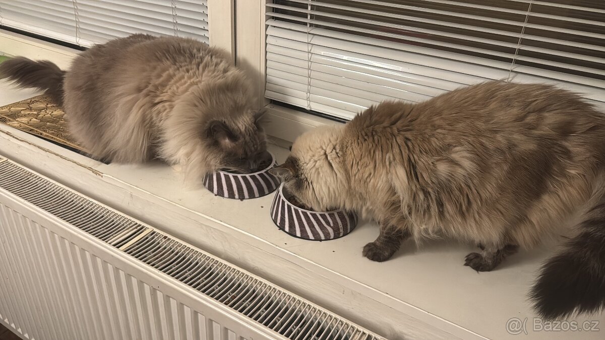 Ragdoll kocour a kočka - 4