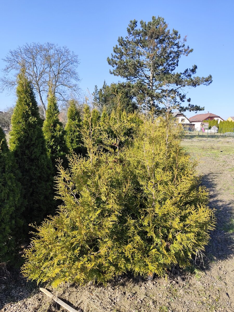 Sazenice thuje brabant 1.8-2.2 m - 4