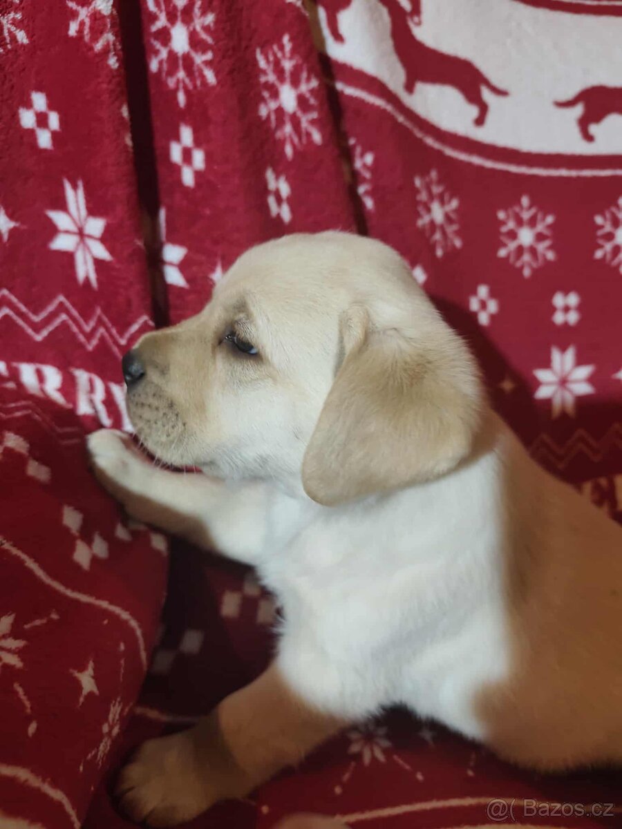 Labradorský retriever - 4