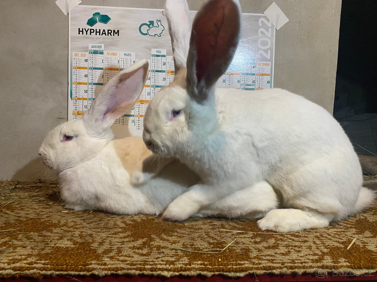 BELGICKÝ OBR ALBÍN - 4