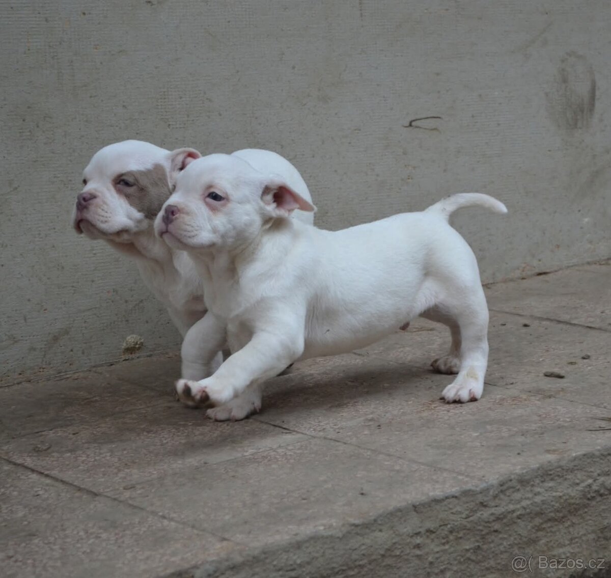 American bully pocket / standard - 4