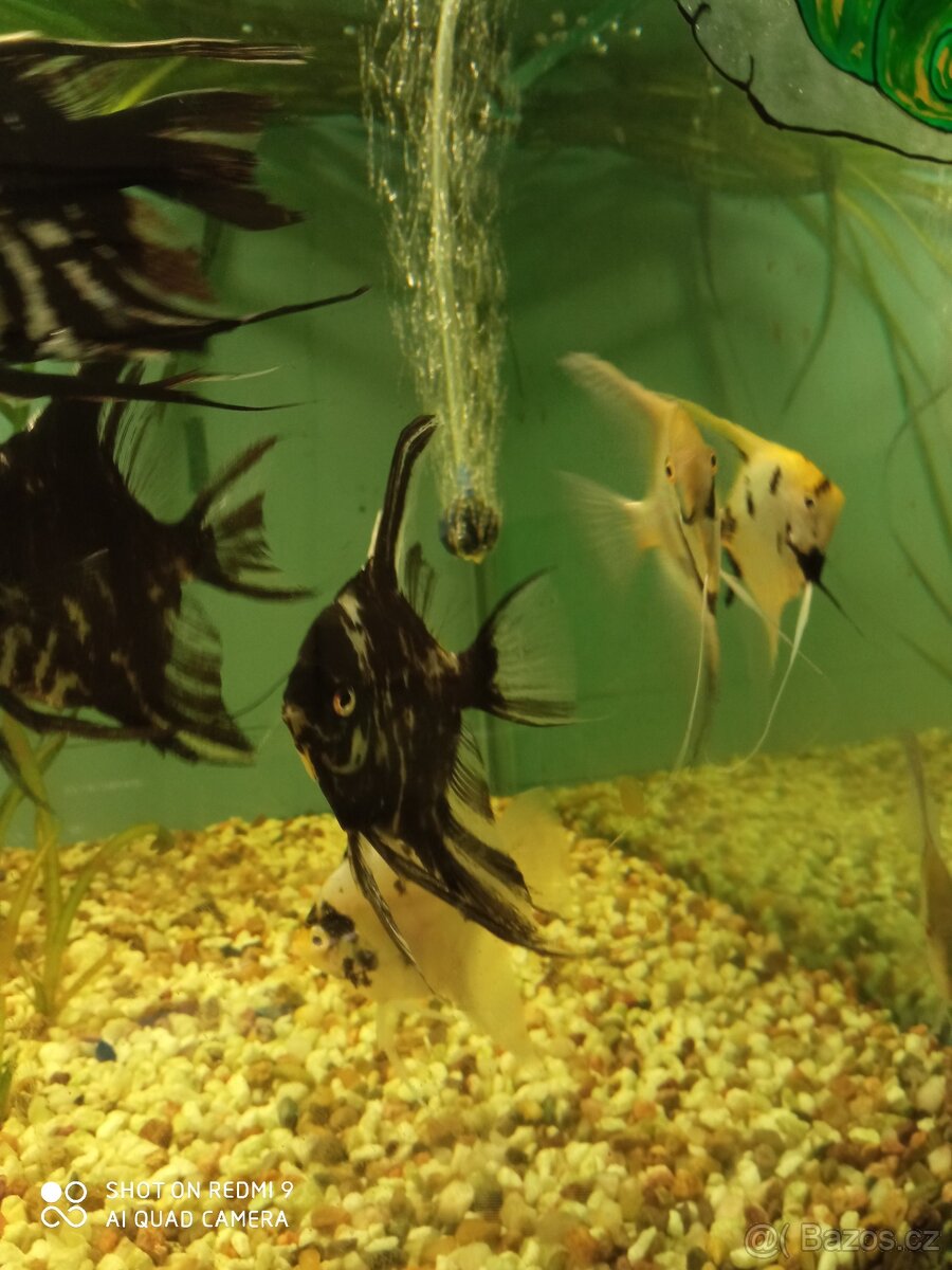 prodej novinek ze dvora - 4