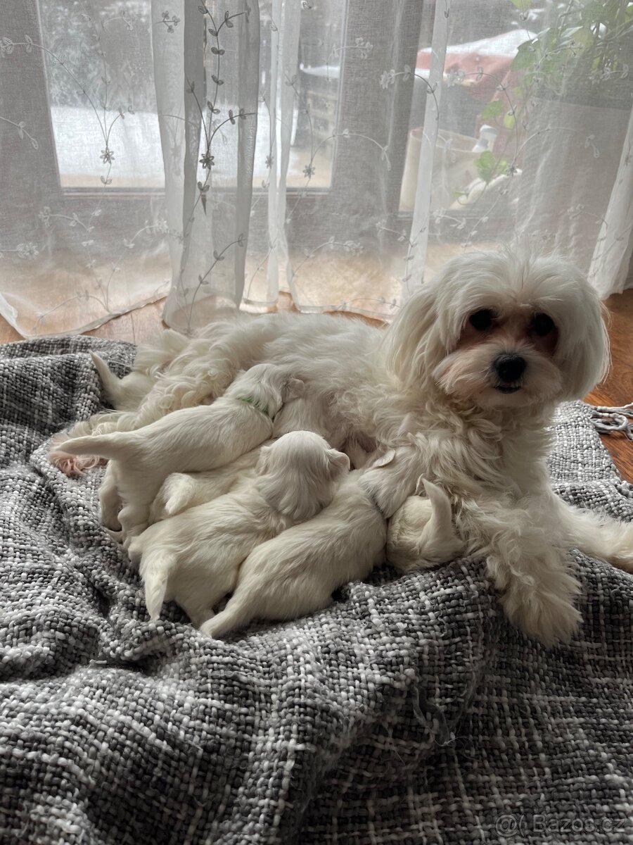 Maltezáček – krásná štěňátka k rezervaci - 4