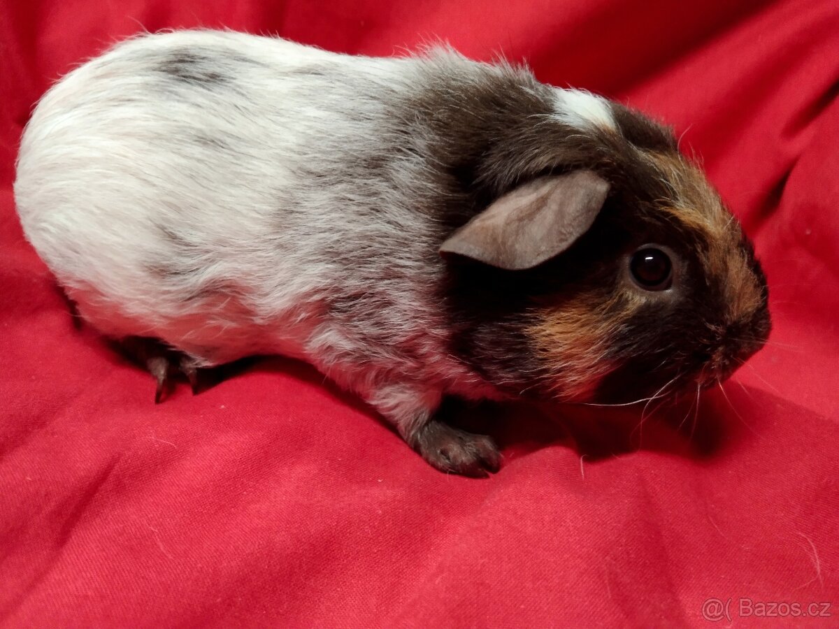 Morče 2x dalmatin, skg, sourozenci - 4