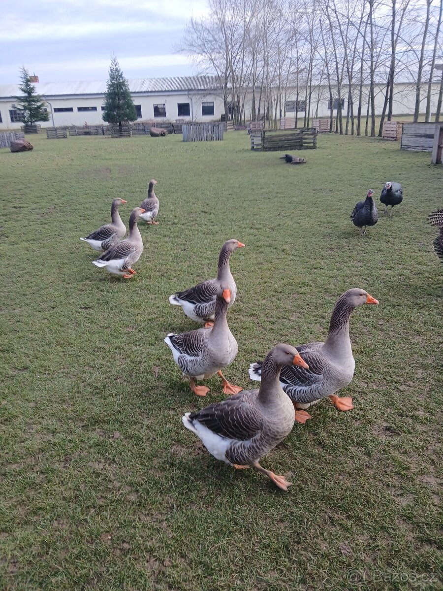 Prodám husy - Landéská - 4
