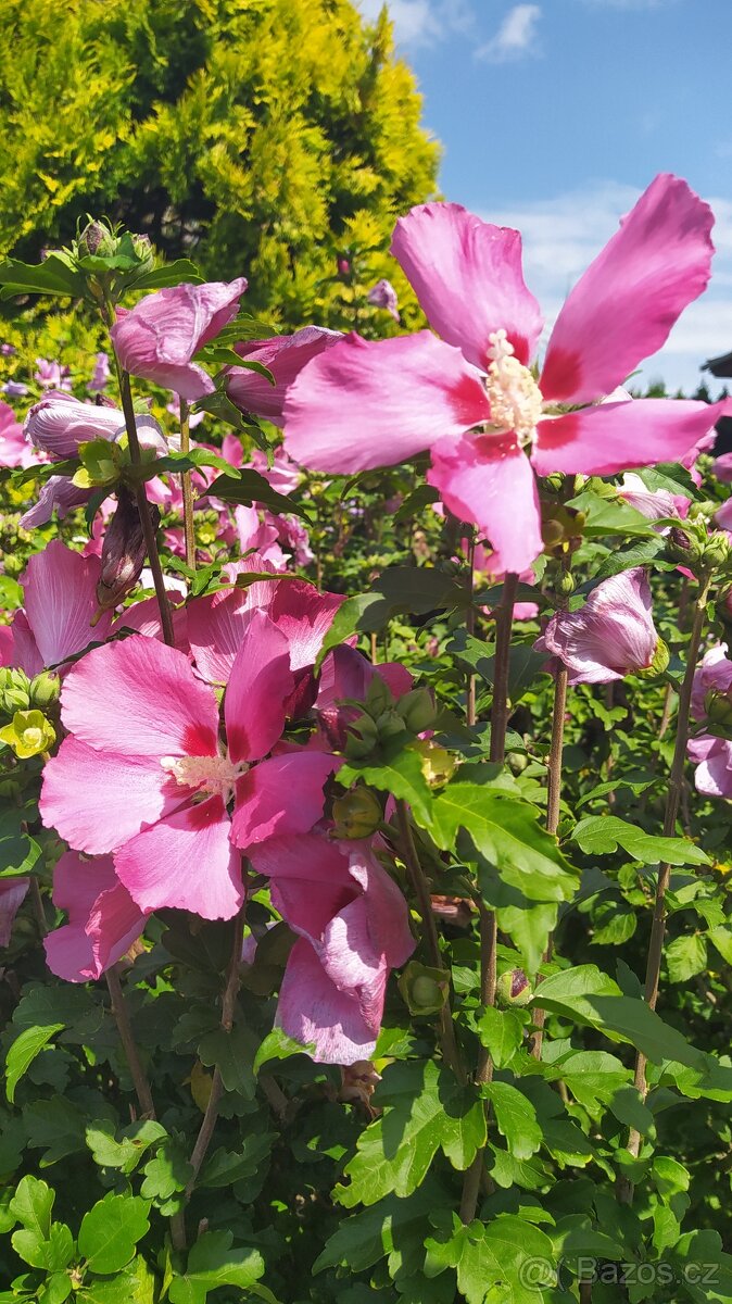 Ostřice, ibišek, huseník, orlíček, břečťan, touleň... - 4