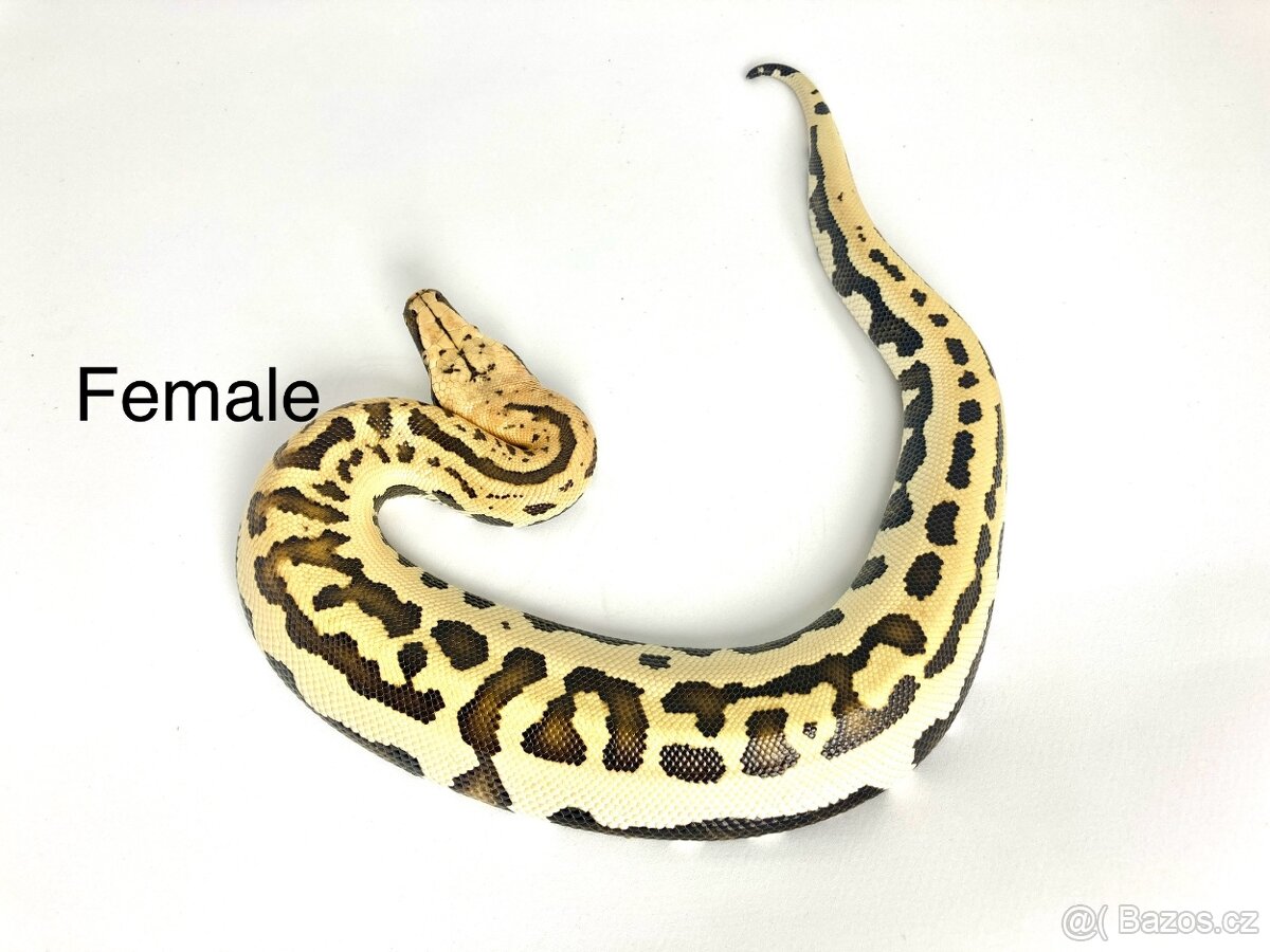 Krajta pestrá - Python brongersmai - 4