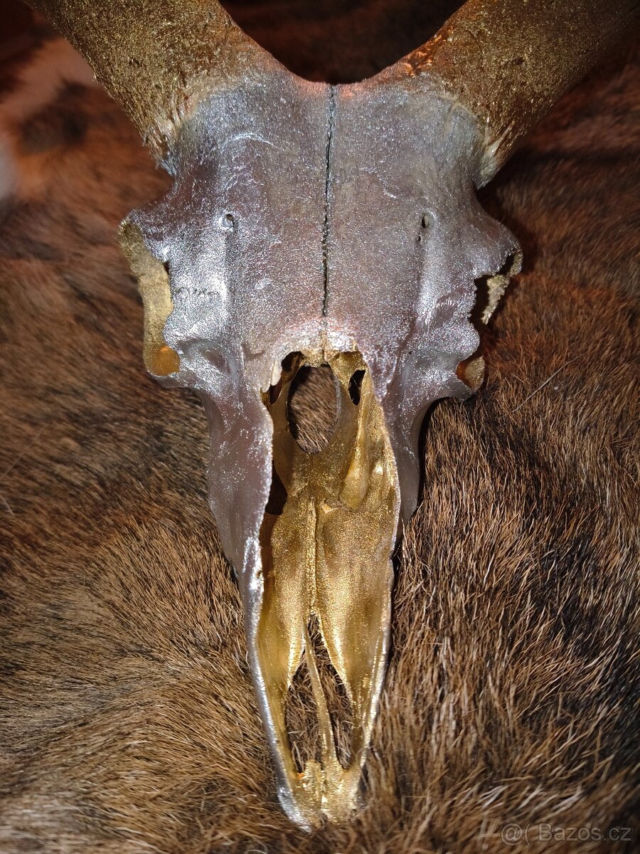 Originální dekorace – mufloní lebka - 4