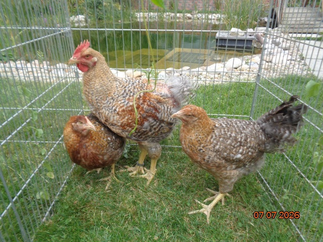 Bielefeldky rodofarebné - 4