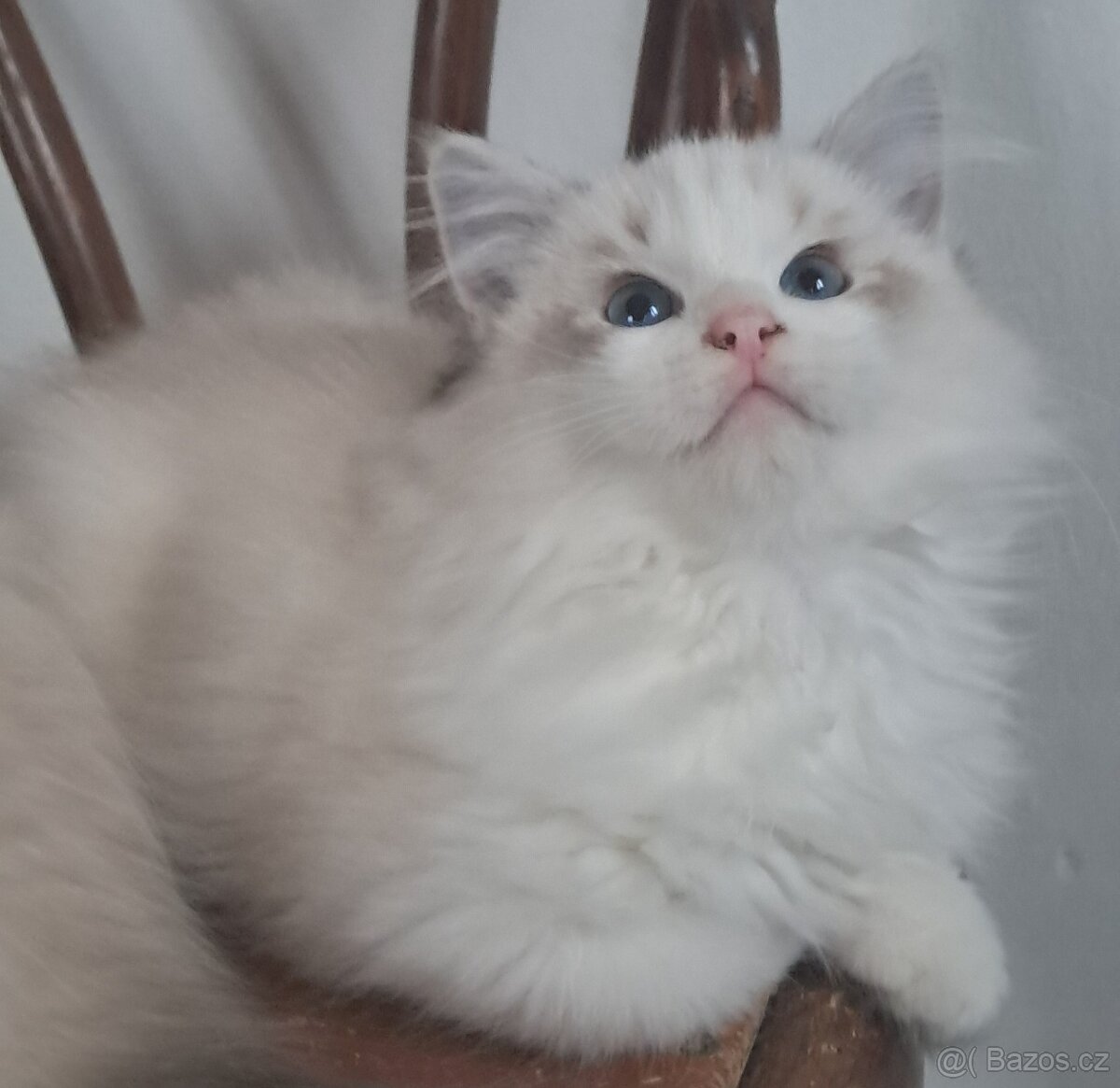 Koťátka ragdoll s PP (FIFE) - 4