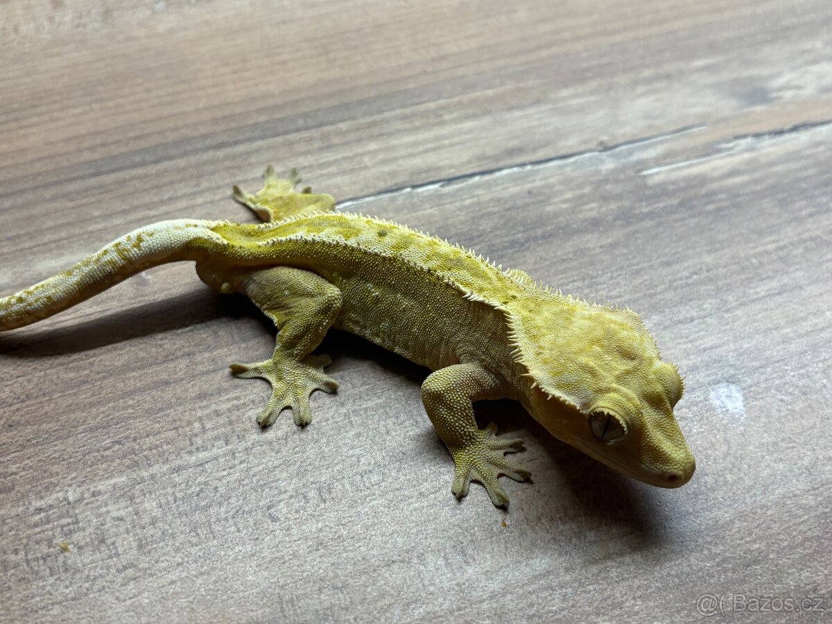 pagekon hrbolkohlavý,pagekon řasnatý - 4