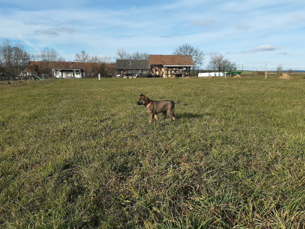 štěně - fenka - 4