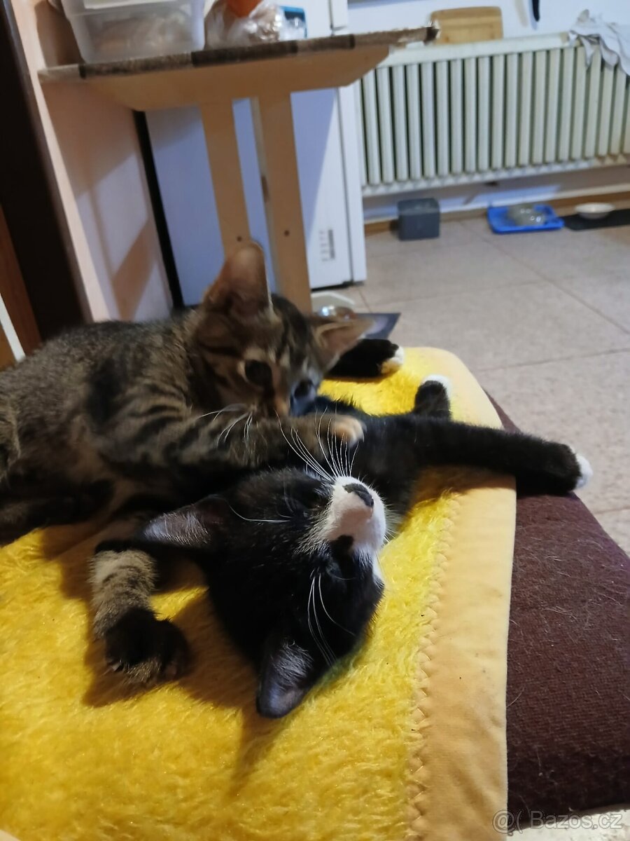 Darujeme koťátka - 4