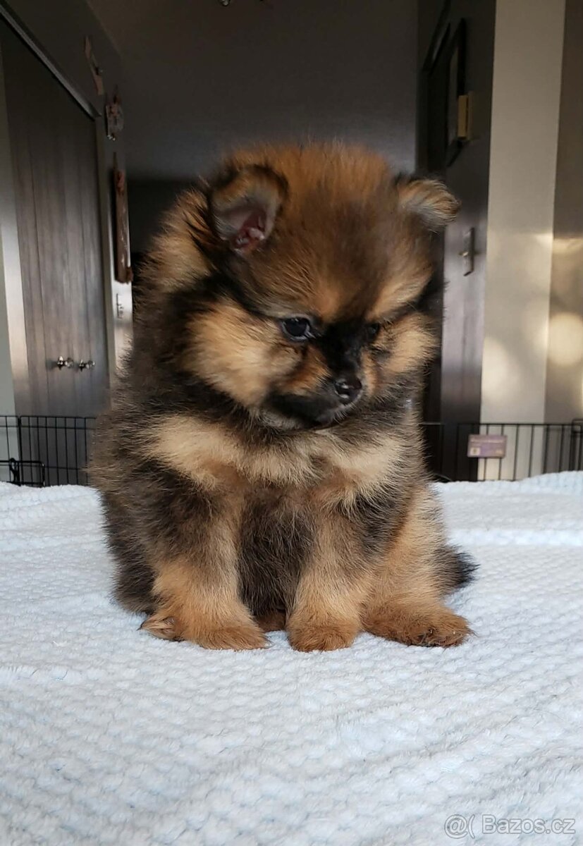 Pomeranian mini - 4