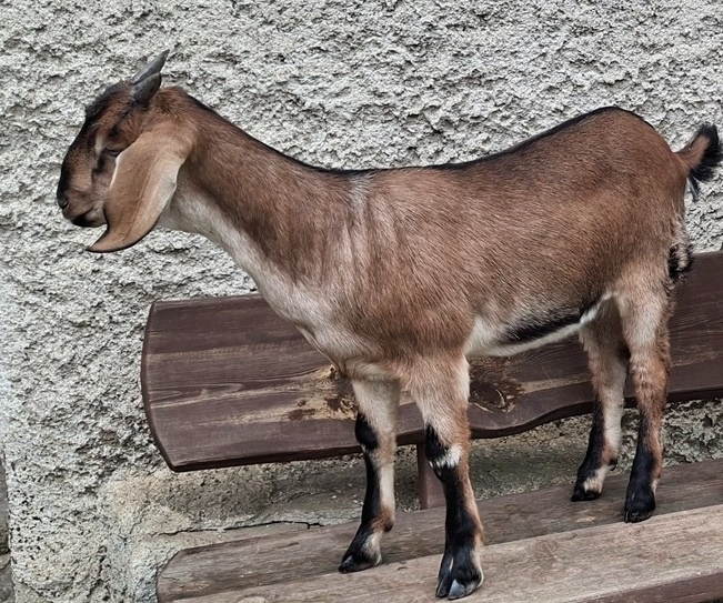 Kozička podílová anglonubijská - 4