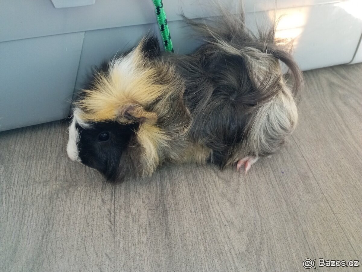 Morčata - samečci - 4