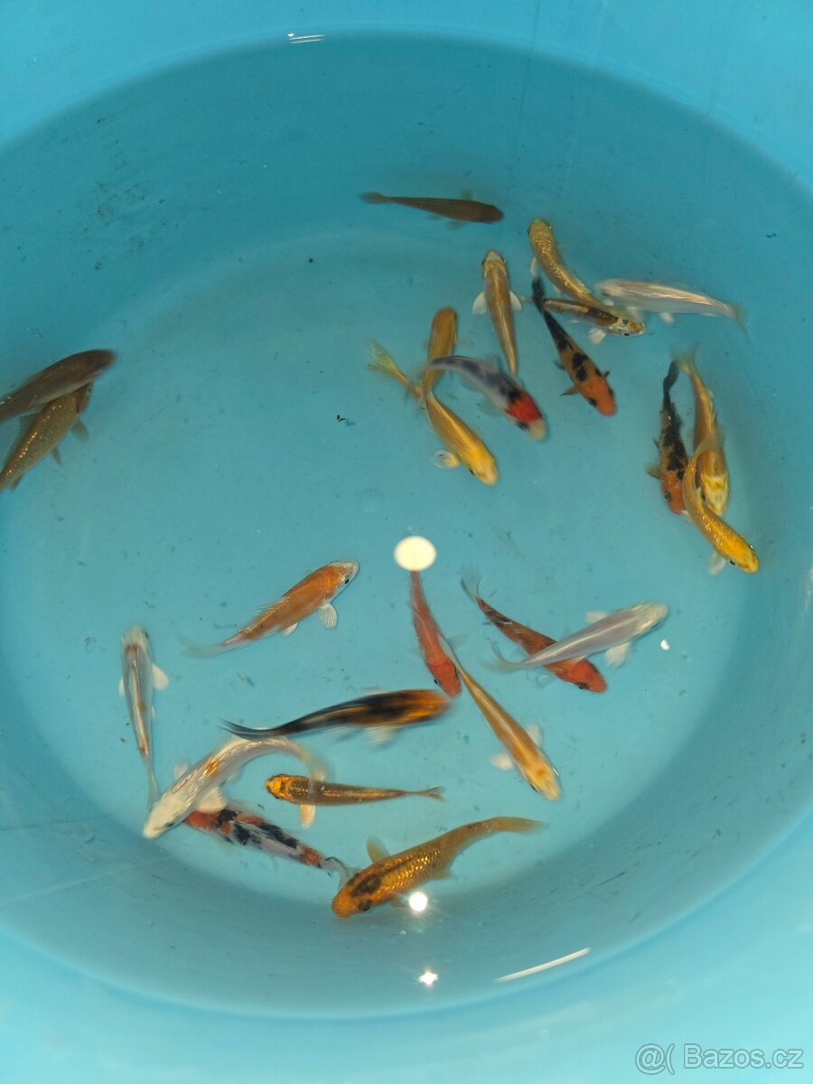 ❗️KOI KAPR 5-10CM❗️ - 4