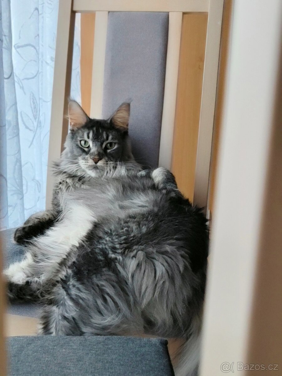 Mainská mývalí - 4