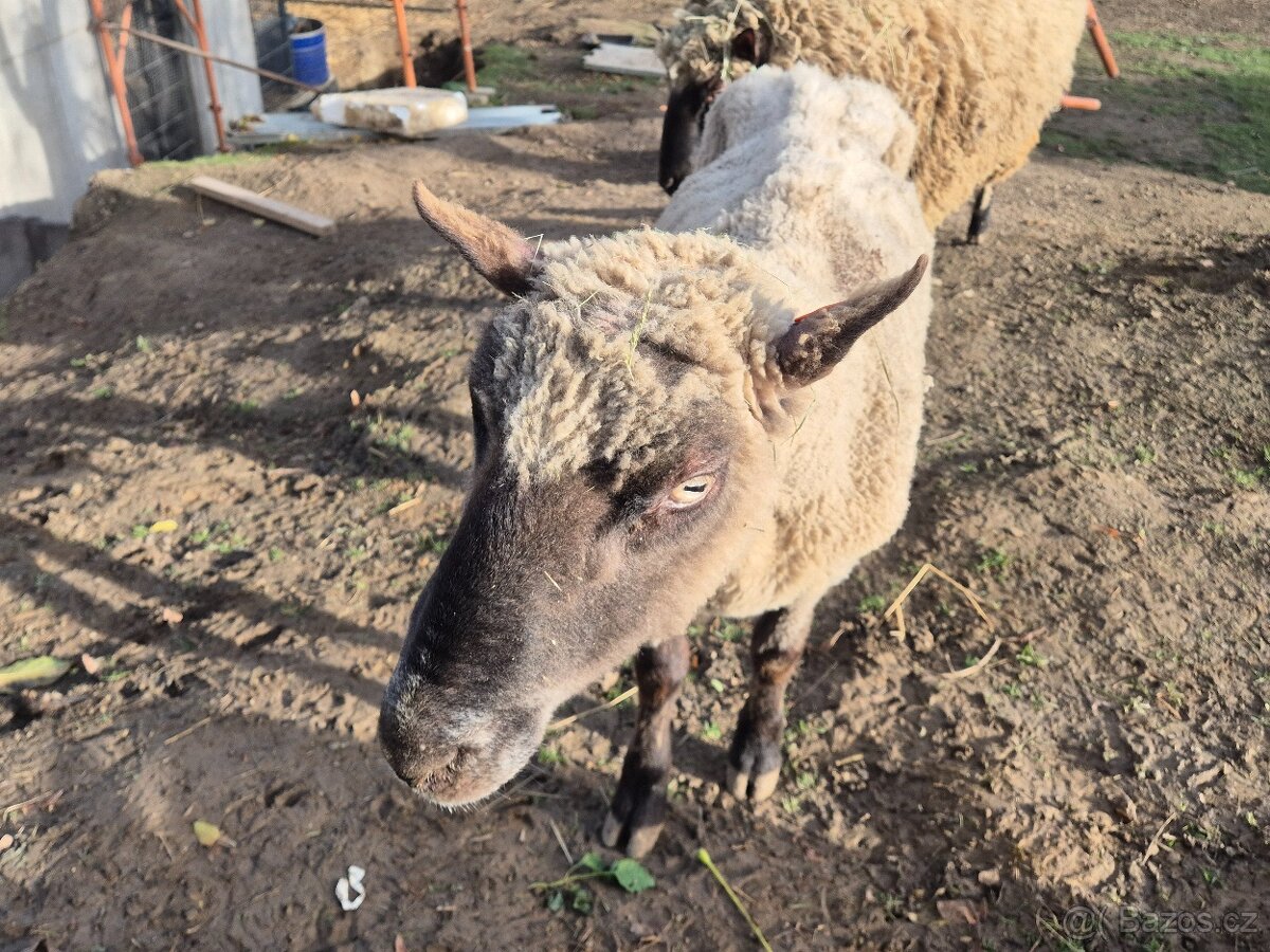 Plemenný beran Clun forest - 4