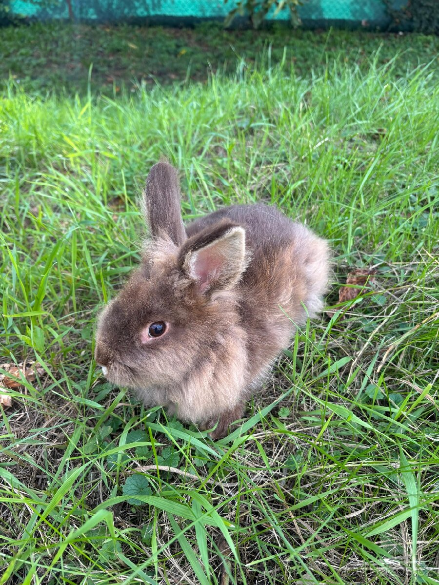 Zakrslý králík - 4