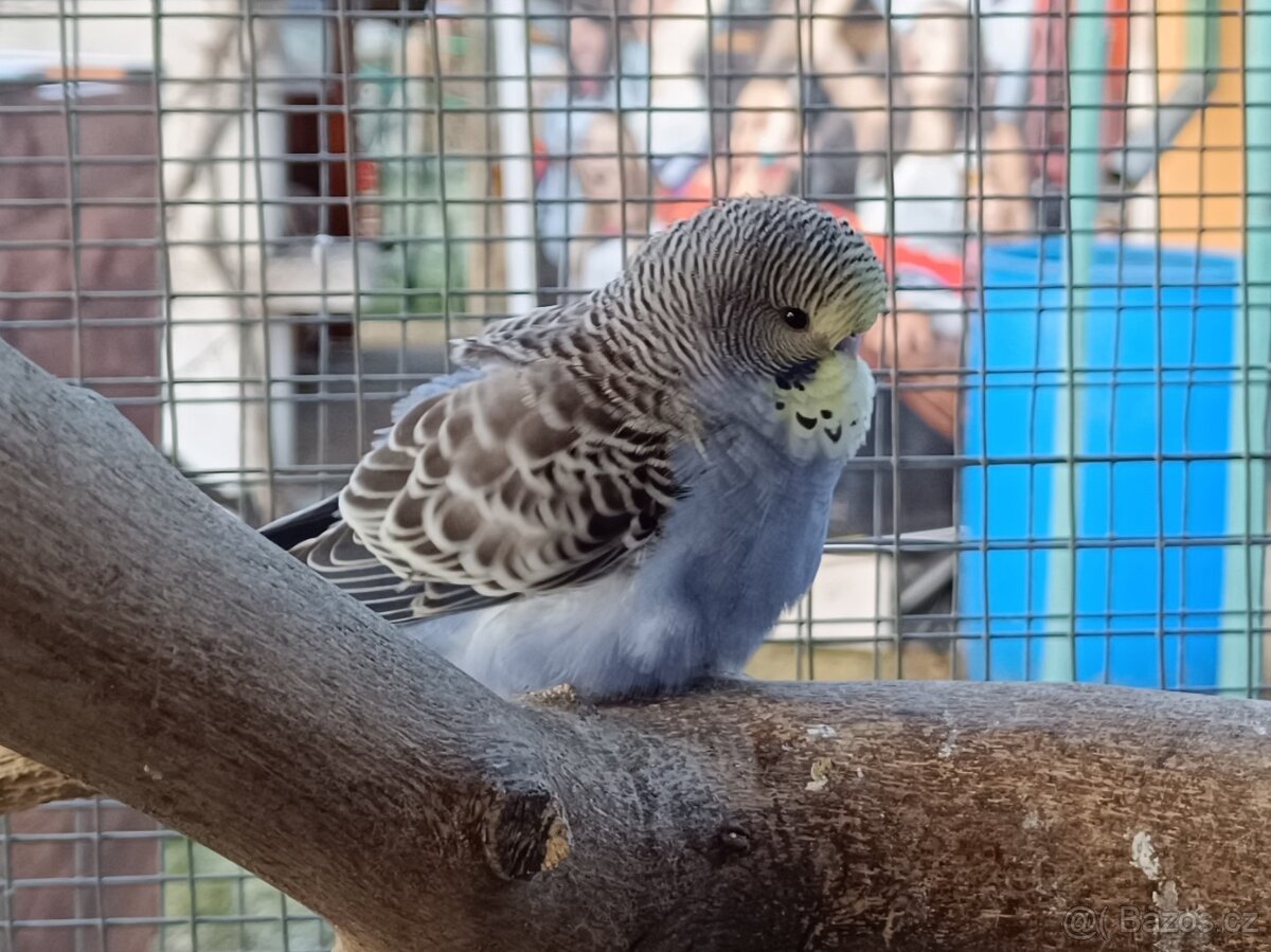 Prodám andulky z venkovní voliery - 4