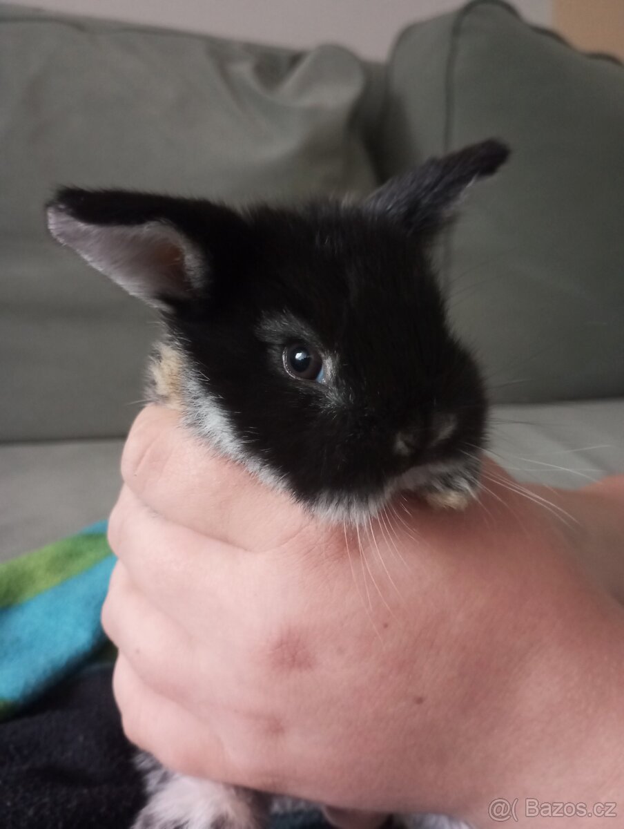 Zakrslý beránek králíček - 4