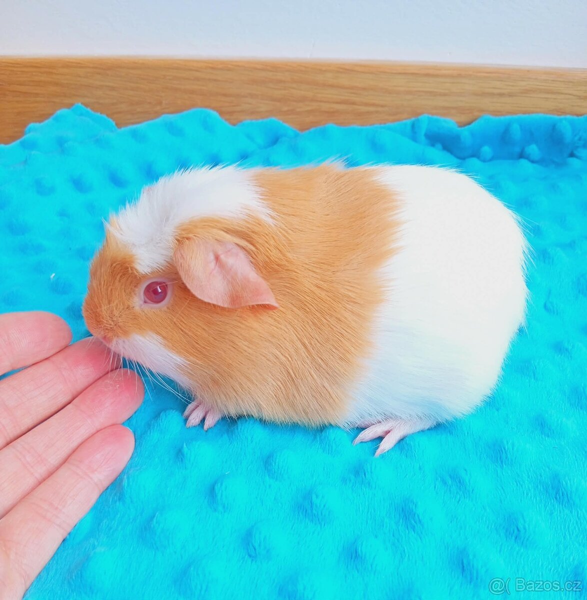 Morče - morčata - malý sameček z CHS - 4