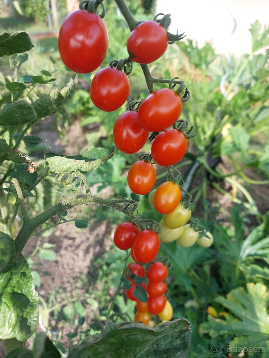 Sazenice rajčata - 4