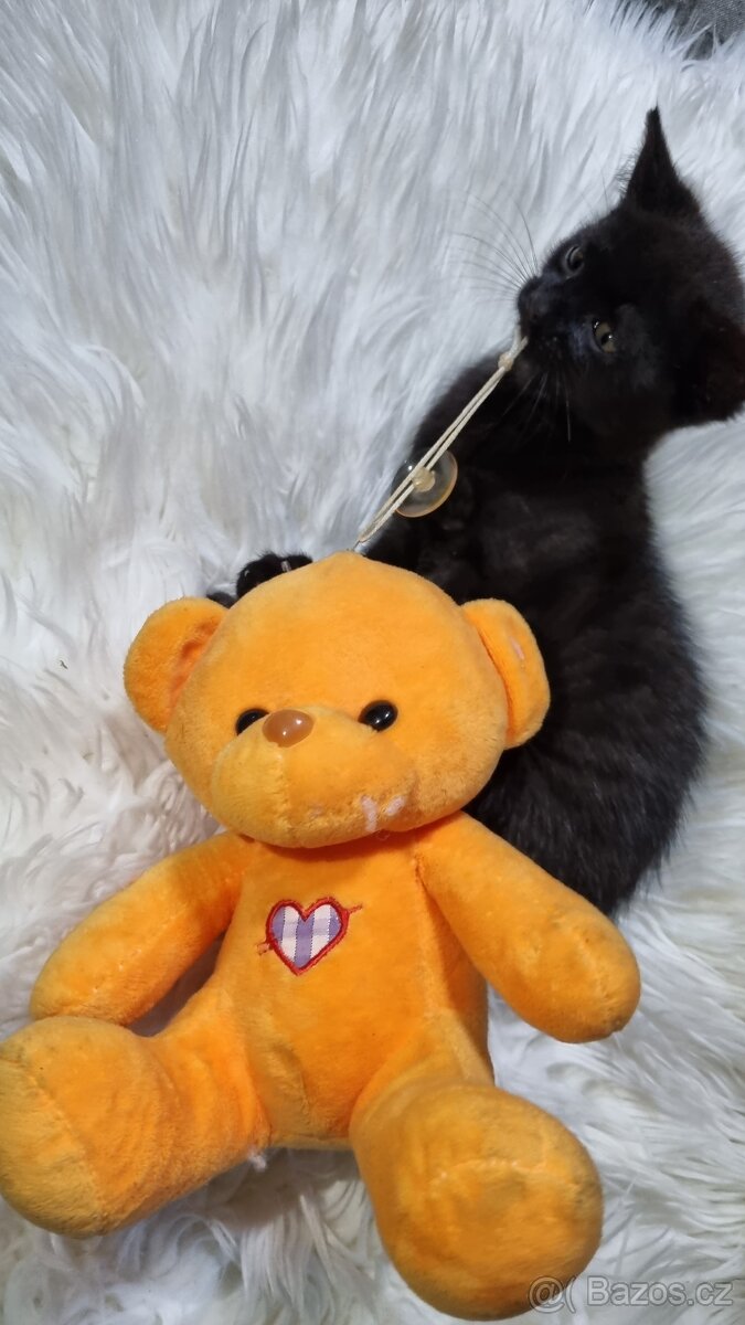 Prodám koťátka Britská černá krátkosrstá - 4