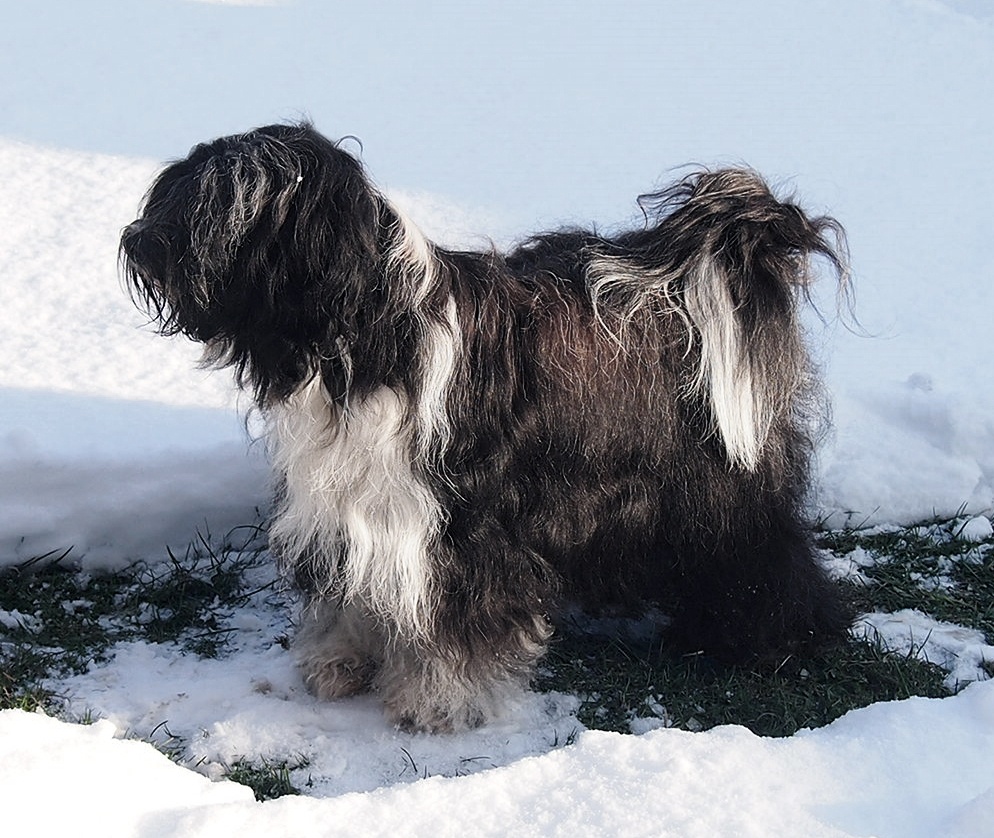 Tibetský teriér s PP - 4