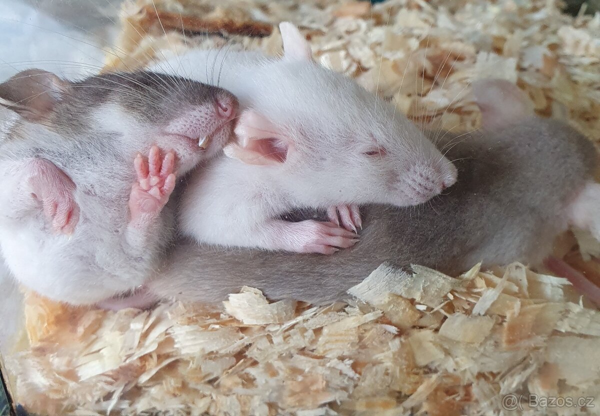 Myši potkánci morčátka - 4